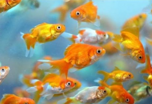 Evde Japon Balığı Bakımında Veteriner Tavsiyeleri