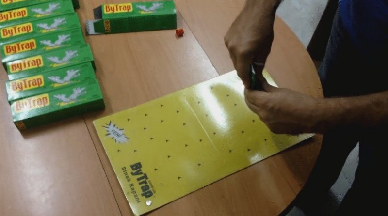 Eve Giren Kertenkele Nasıl Yakalanır?Evde Kertenkele Tuzağı Yapımı