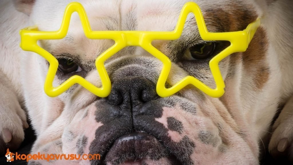 Köpeğiniz Reklam Yıldızı Olabilir!