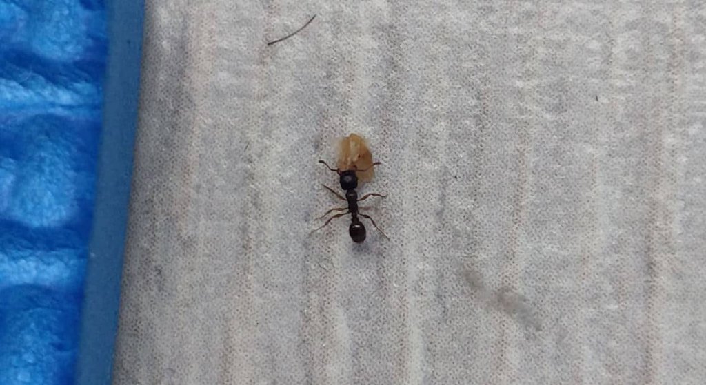 Evdeki Karıncalara Çözüm Öldürmeden Evden Çıkarma ve Kurtulma Yöntemleri