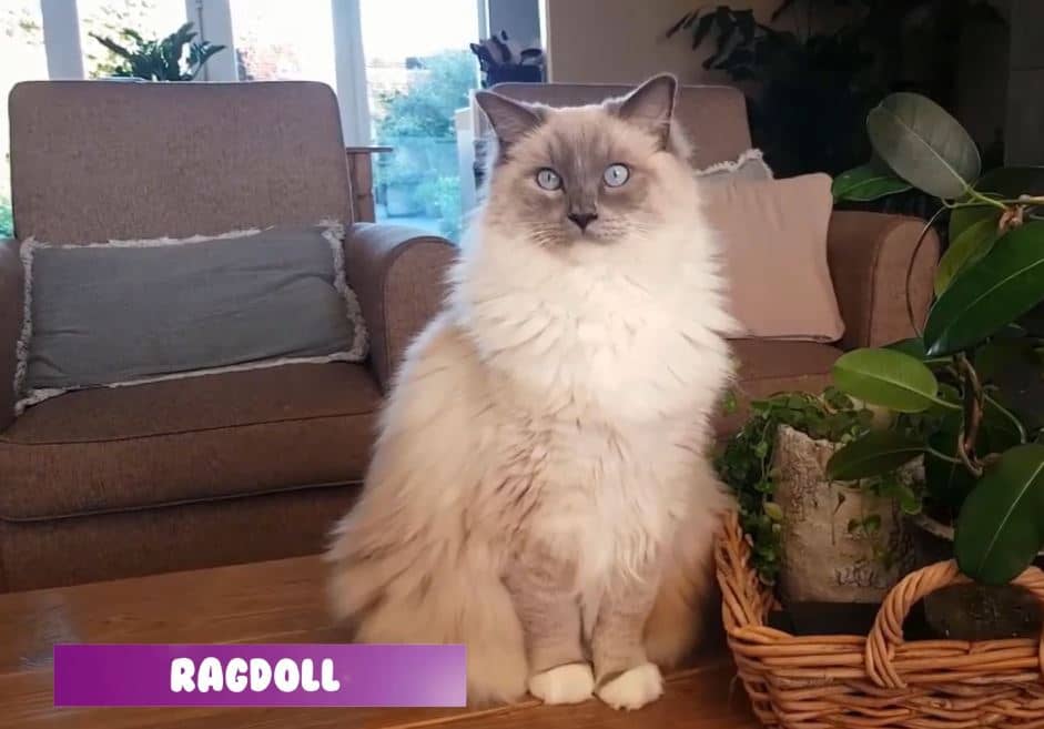 ragdoll-kedisi-apartmanda-bakilirmi